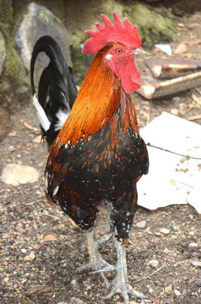 Rooster — Stock Photo, Image