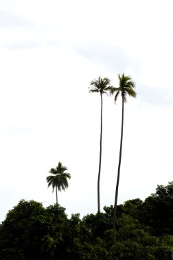 Hindistan cevizi hurma