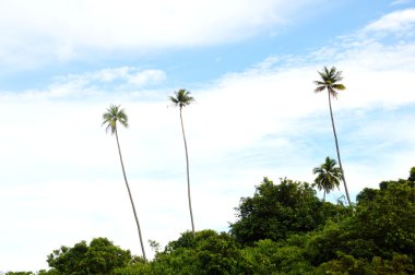 Hindistan cevizi hurma