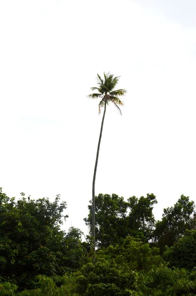 Coconut palm — Stock Photo, Image