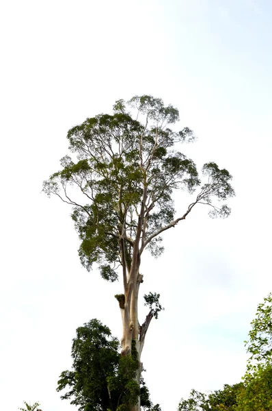 Nagy fa — Stock Fotó