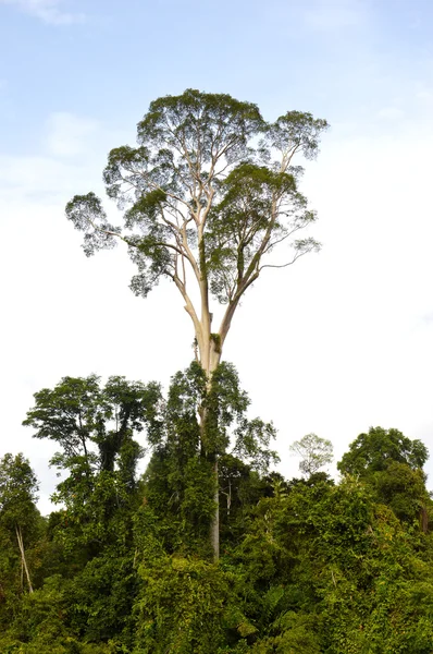 Árbol grande — Foto de Stock