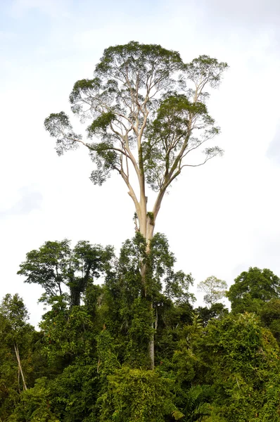Большое дерево — стоковое фото