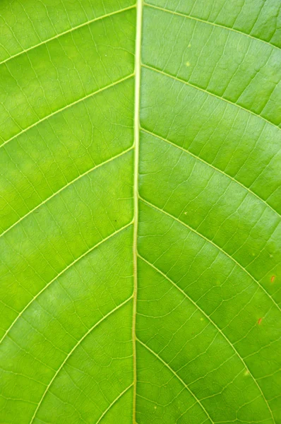 Textura de la hoja — Foto de Stock