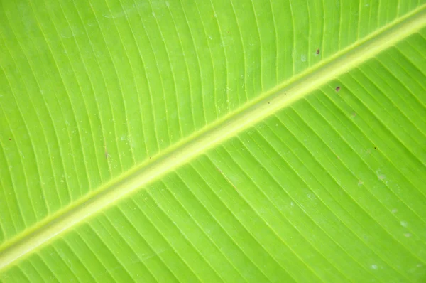Banana leaf bakgrund — Stockfoto