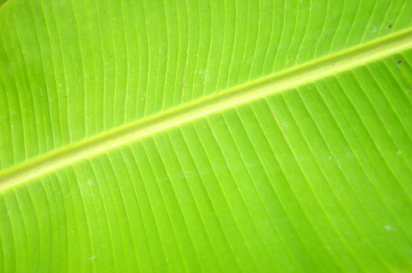 Bananen blad achtergrond — Stockfoto
