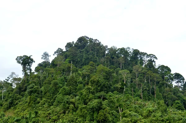 Bosque tropical — Foto de Stock