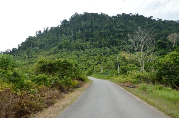 Foresta tropicale — Foto Stock