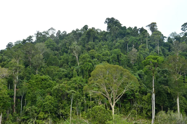 Bosque tropical — Foto de Stock