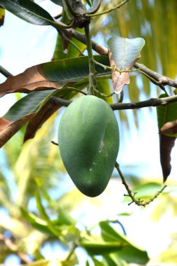 Yeşil mango 