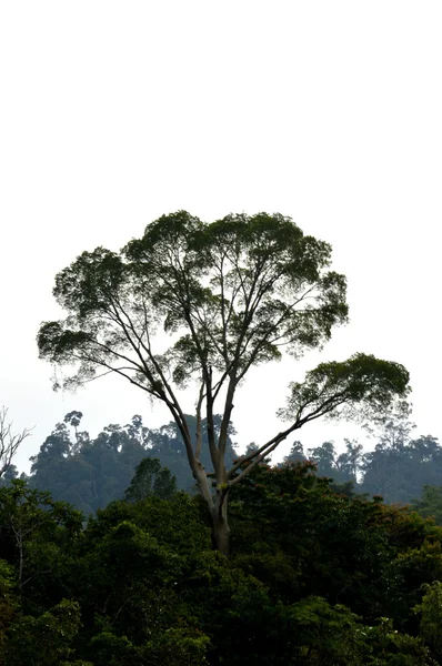 Großer Baum — Stockfoto