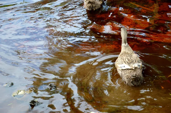 Ente — Stockfoto