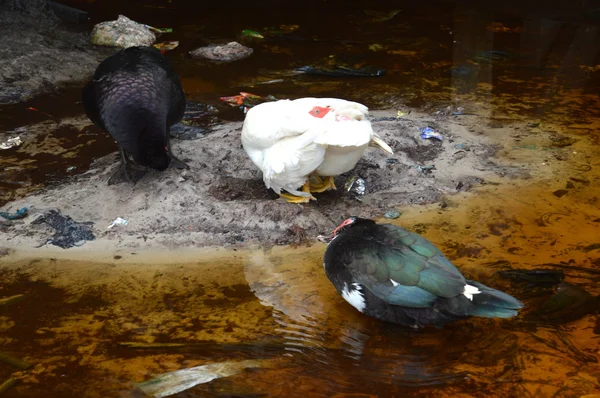 Duck — Stock Photo, Image