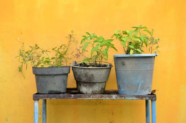 Plantera på potten — Stockfoto