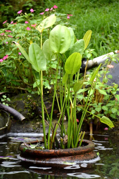 Rośliny Pond — Zdjęcie stockowe