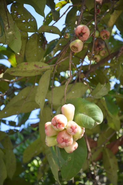 Rose apple — Φωτογραφία Αρχείου