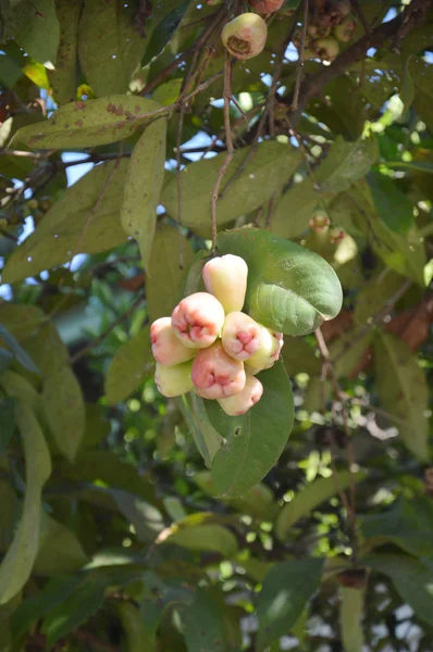 Maçã rosa — Fotografia de Stock