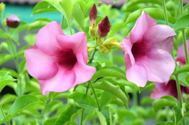 Mor Begonia çiçek