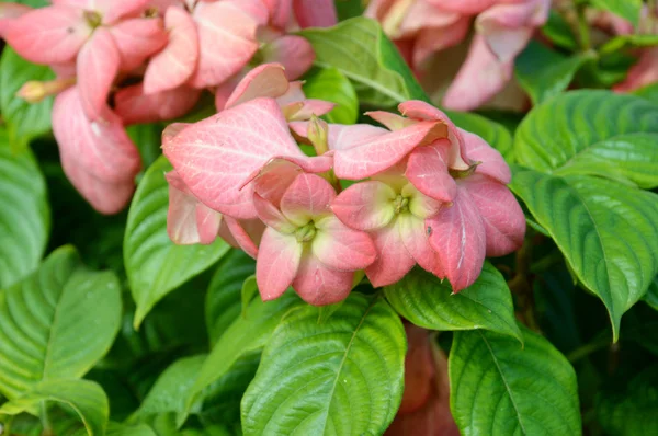 Crown of thorns flowers  Euphorbia milli Desmoul — Stock Photo, Image