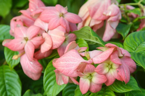 Crown of thorns flowers  Euphorbia milli Desmoul — Stock Photo, Image