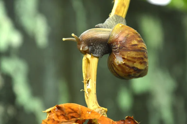 Caracol — Fotografia de Stock