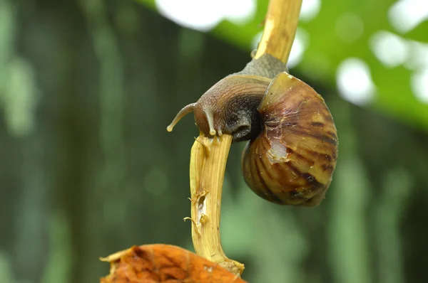 Snail — Stock Photo, Image