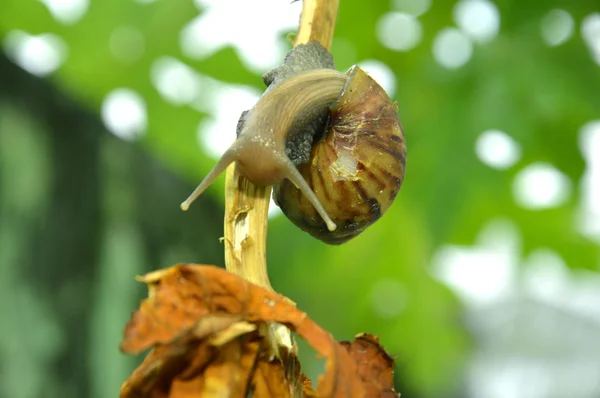 Snail — Stock Photo, Image