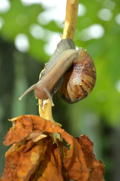 Snail — Stock Photo, Image