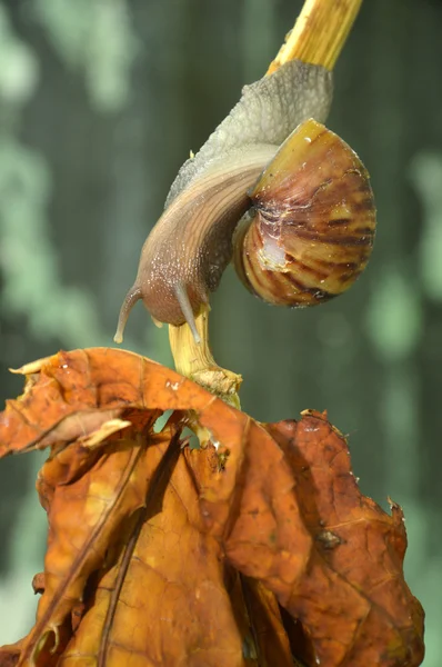 Snail — Stock Photo, Image