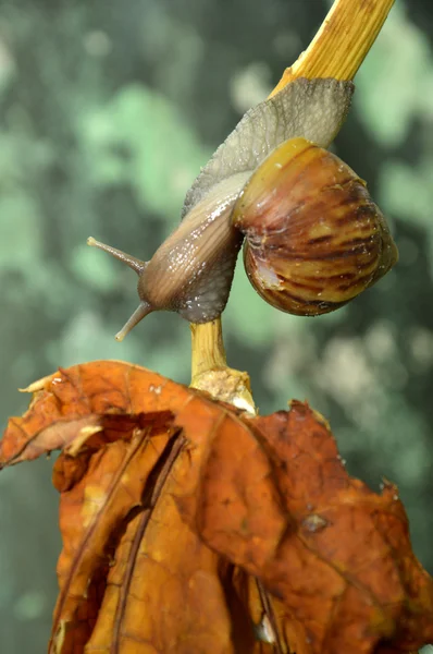 Snail — Stock Photo, Image