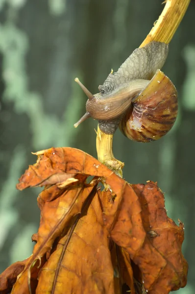 Snail — Stock Photo, Image