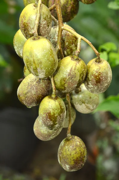 Tahitian apples ( spondias cytherea ) — Stock Photo, Image