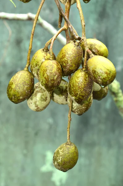 Tahitian apples ( spondias cytherea ) — Stock Photo, Image