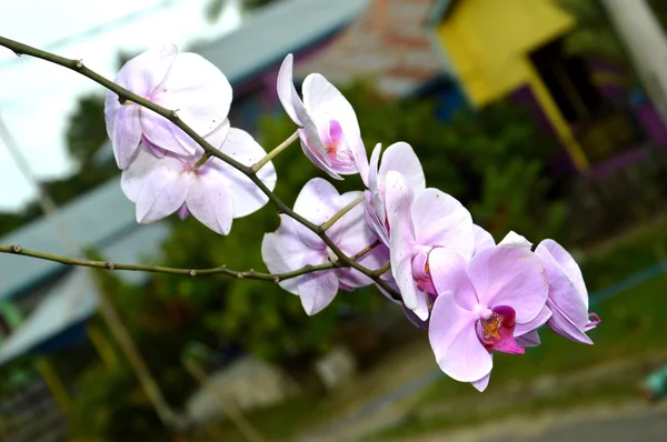 De orchidee Dendrobium — Stockfoto