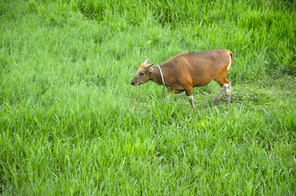 Uma vaca na relva verde — Fotografia de Stock