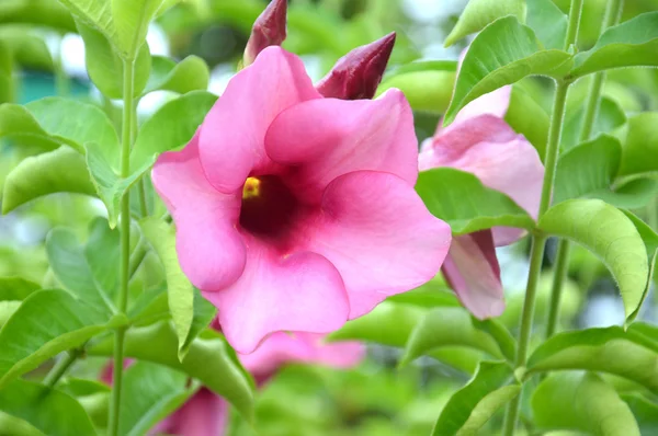 Μωβ λουλούδι Μπιγκόνια — Φωτογραφία Αρχείου