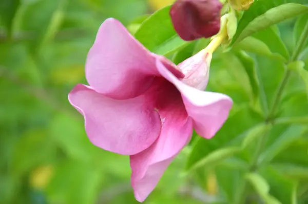 Flores de Begonia púrpura — Foto de Stock