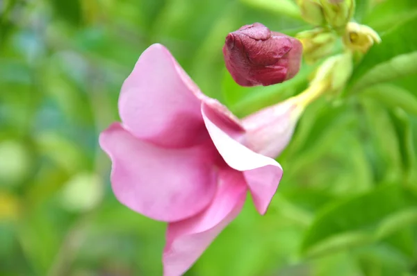 Purple Begonia flower — Stock Photo, Image