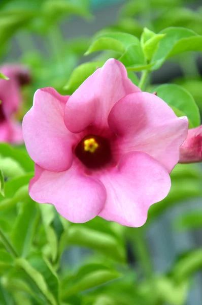 Μωβ λουλούδι Μπιγκόνια — Φωτογραφία Αρχείου
