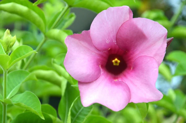 紫のベゴニアの花 — ストック写真