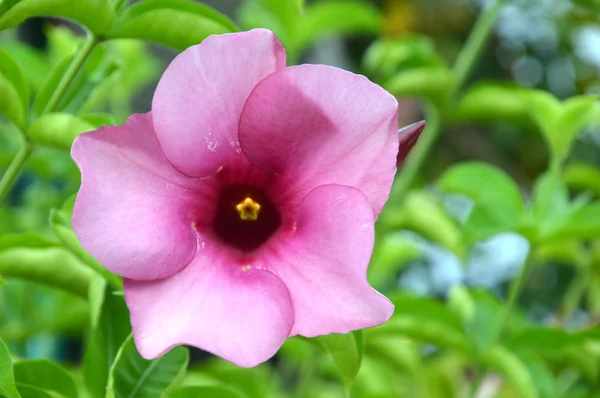 Lila begónia virág — Stock Fotó