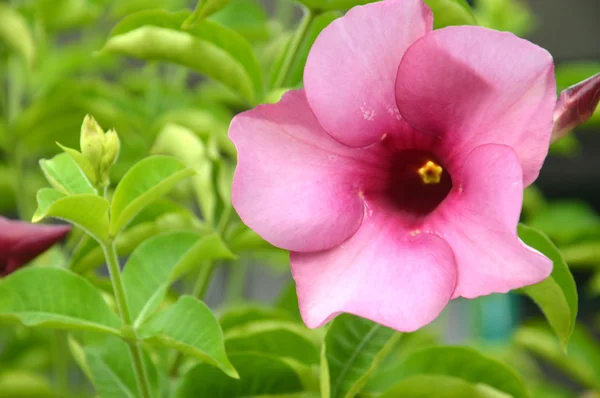 Flores de Begonia púrpura — Foto de Stock