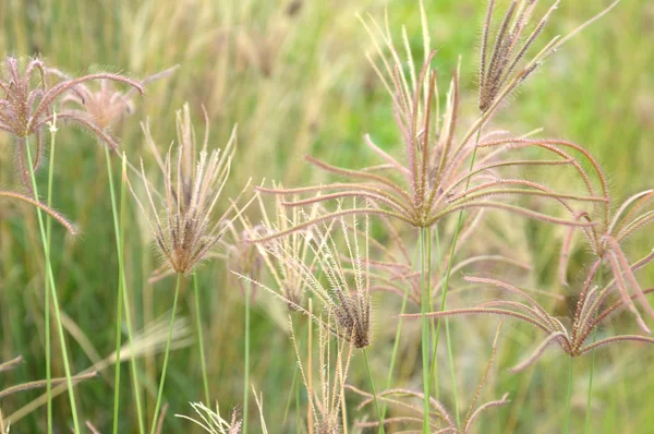 Herbe à mauvaises herbes — Photo