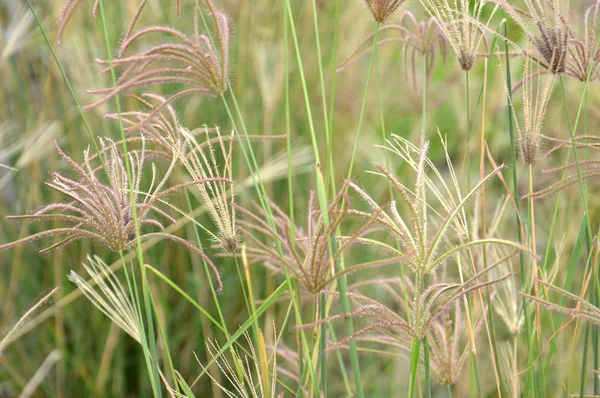 Ogräs gräs — Stockfoto