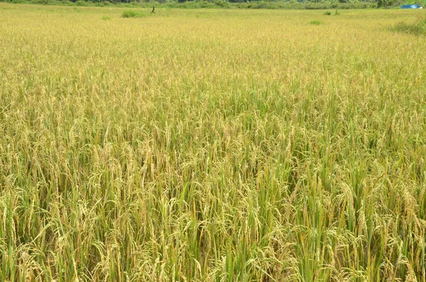 O campo de arroz — Fotografia de Stock