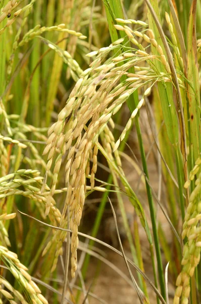 Paddy. — Foto Stock