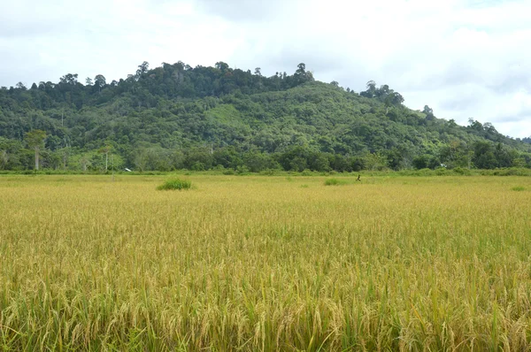 O campo de arroz — Fotografia de Stock