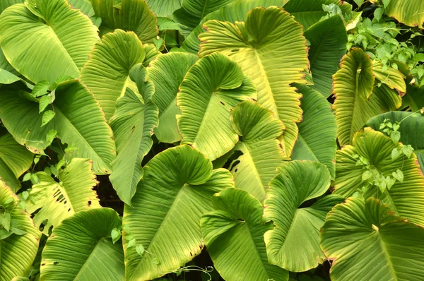 Taro blad — Stockfoto