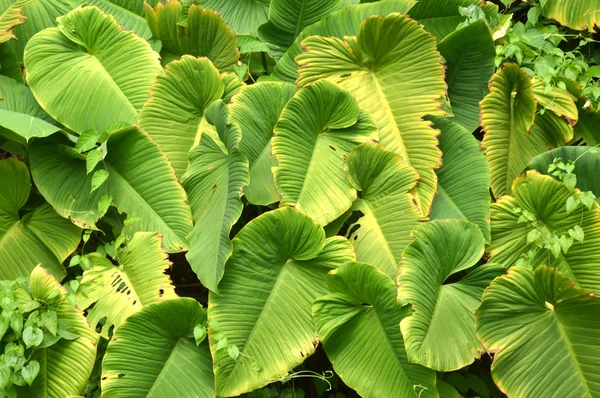 Taro blad — Stockfoto