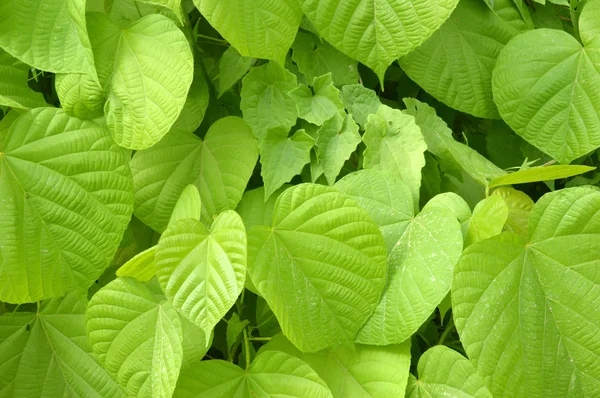 Textura de la hoja —  Fotos de Stock